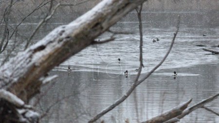 Une scène sereine se déroule comme un groupe de canards élégants nagent gracieusement dans un lac partiellement gelé, le paysage enneigé créant une toile de fond pittoresque pour leur voyage tranquille.