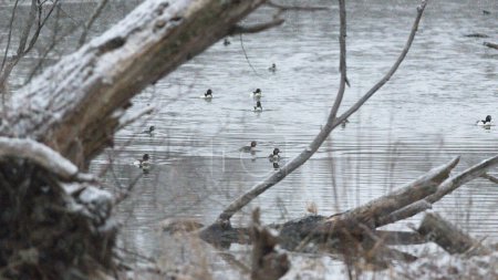 Un groupe de canards élégamment colorés nagent ensemble dans un étang calme, créant des ondulations à la surface des eaux au fur et à mesure qu'ils se déplacent. Leurs mouvements synchronisés créent une vue fascinante pour les spectateurs.