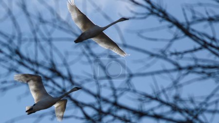 Dos pájaros majestuosos navegan con gracia por el cielo azul junto a un árbol.