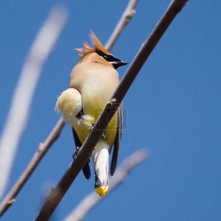 Ein schöner Vogel sitzt anmutig auf einem stabilen Ast eines Ahornbaums in Kanada und genießt die ruhige Umgebung.
