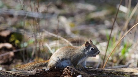 A curious squirrel sits still on a wooden log in the tranquil woods of Canada, surrounded by lush greenery.