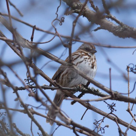 Foto de Un colorido pájaro de Canadá se sienta con gracia en una robusta rama de árbol en un entorno tranquilo. - Imagen libre de derechos