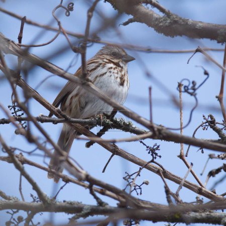 Un oiseau coloré s'assoit tranquillement sur une branche d'arbre au Canada.