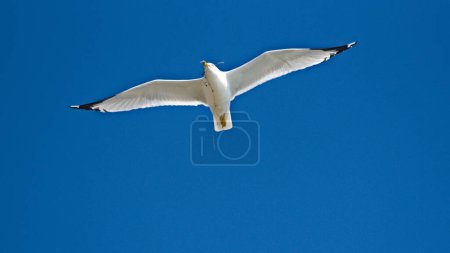 A large white bird gracefully flies through a vibrant blue sky.