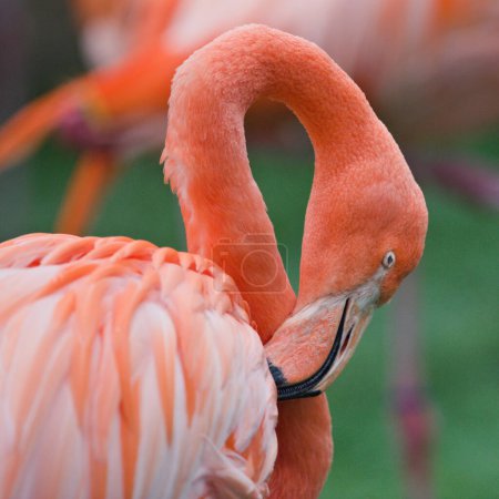 A detailed view of a majestic pink flamingo showcasing its vibrant plumage and elegant posture.