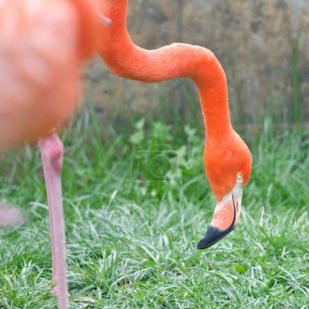 A graceful pink flamingo stands tall on its hind legs, showcasing its elegant and captivating posture.