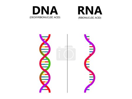 Abbildung DNA vs. RNA-Vektor. Erziehungsgenetisches Säureerklärungsdiagramm. Nukleobase Struktur markiertes Schema. Vergleich der Unterschiede zwischen Ribonuklein- und Desoxyribonukleinmolekül-Helix-Kette.