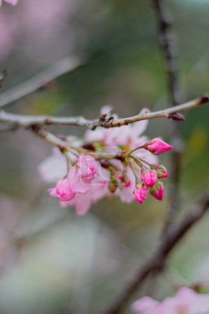 Téléchargez les photos : Fleurs de cerisier en fleurs. Composition florale printanière naturelle - en image libre de droit