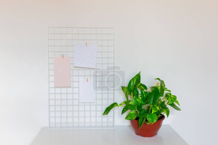 Téléchargez les photos : Argent Plantez dans un vase brun contre le mur blanc. Concept de jungle urbaine. Décoration intérieure. - en image libre de droit