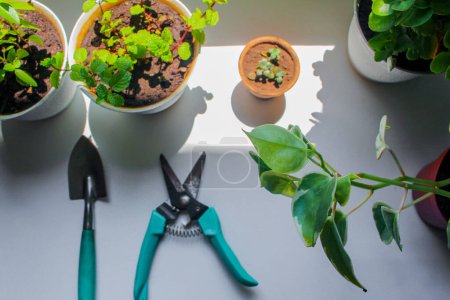 Foto de Jardinería interior. Herramientas de jardín, mesa de madera y plantas naturales - Imagen libre de derechos
