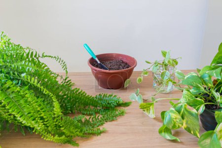 Téléchargez les photos : Jardinage intérieur. Outils de jardin, Table en bois et plantes naturelles - en image libre de droit