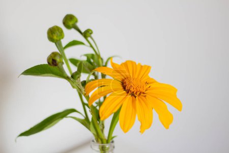 Photo for Mexican sunflowers in transparent vase on white background. Spring composition - Royalty Free Image