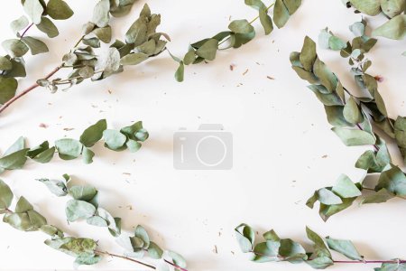 Photo for Round frame made of eucalyptus leaves and branches on white background - Royalty Free Image