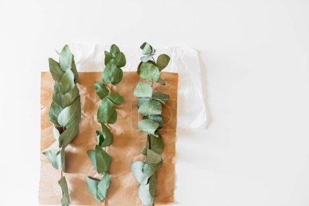 Téléchargez les photos : Composition de style rétro créatif avec des branches d'eucalyptus sur fond blanc. Fleuriste, boutique de fleurs, concept cadeau. - en image libre de droit