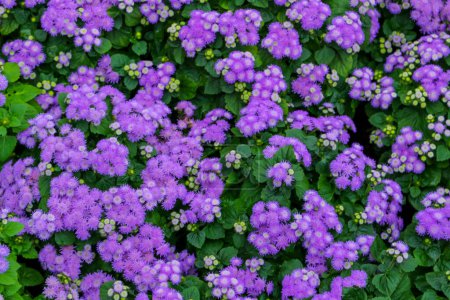 Téléchargez les photos : Jolies et violettes fleurs pelucheuses - en image libre de droit