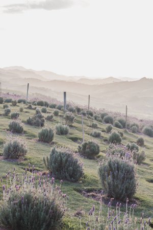 Téléchargez les photos : Champ de fleurs de lavande sur les collines. Paysage spectaculaire. - en image libre de droit
