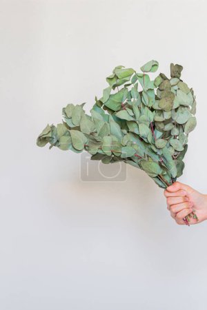 Téléchargez les photos : Main féminine tenant un bouquet d'eucalyptus sur fond blanc. Fleuriste concept minimal. - en image libre de droit
