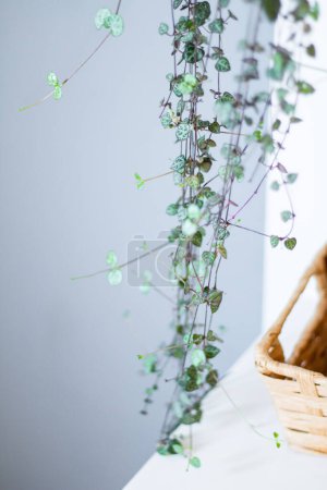Téléchargez les photos : Plante d'intérieur verte avec feuillage en forme de coeur accroché à la maison - en image libre de droit