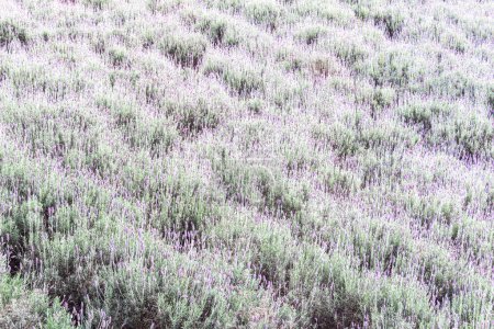 Téléchargez les photos : Beau champ avec des fleurs de lavande - en image libre de droit