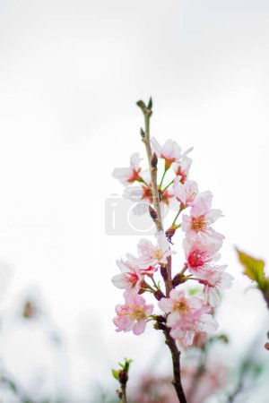 Photo for Blooming cherry flowers. Natural spring floral composition - Royalty Free Image