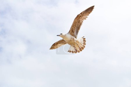 Téléchargez les photos : Une mouette blanche vole contre le ciel bleu - en image libre de droit