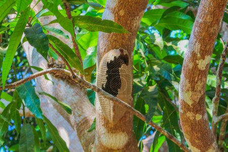 Téléchargez les photos : Ruche vide sur le tronc de l'arbre sur la forêt amazonienne - en image libre de droit