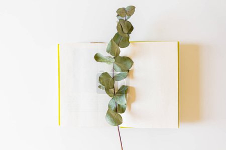 Téléchargez les photos : Vue du dessus du livre ouvert et de la branche d'eucalyptus séchée sur fond blanc. - en image libre de droit