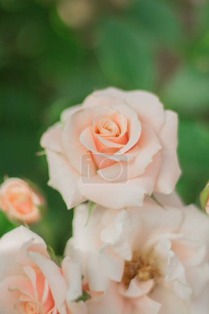 Téléchargez les photos : Fleurs roses fleurissant dans le jardin - en image libre de droit