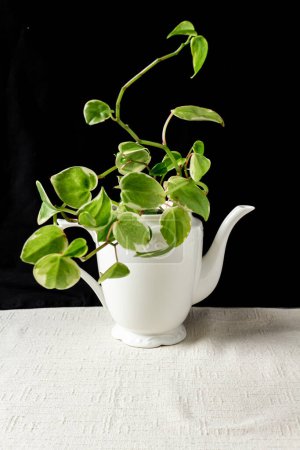 Photo for Boa plant potted in teapot on black background - Royalty Free Image