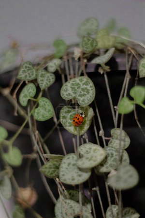 Téléchargez les photos : Vue rapprochée de la plante d'intérieur verte avec coccinelle sur les feuilles - en image libre de droit