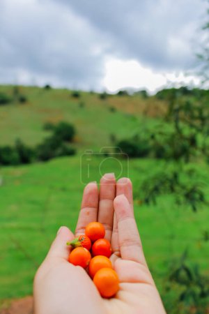 Téléchargez les photos : Jeune main femelle tenant de minuscules fruits orange - en image libre de droit