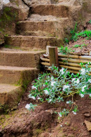 Téléchargez les photos : Escaliers en argile, et fleurs blanches sur le chemin - en image libre de droit