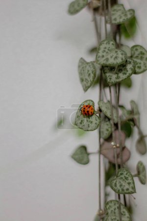 Photo for Closeup view of green houseplant with ladybug on the leaf - Royalty Free Image