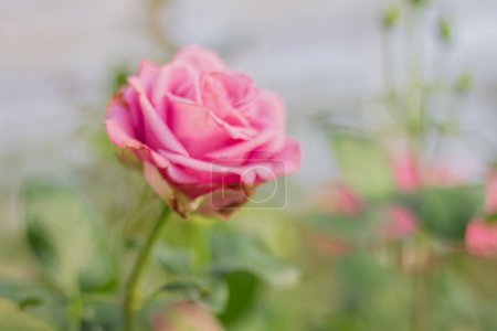 Téléchargez les photos : Pink rose flower blooming in garden - en image libre de droit
