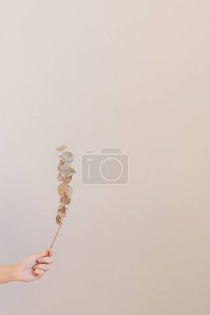 Foto de Joven mano femenina sosteniendo una rama seca de eucalipto. - Imagen libre de derechos