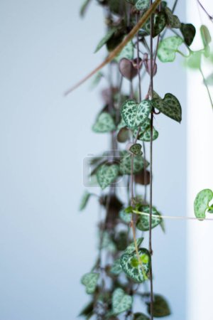 Téléchargez les photos : Plante d'intérieur verte avec feuillage en forme de coeur accroché à la maison - en image libre de droit