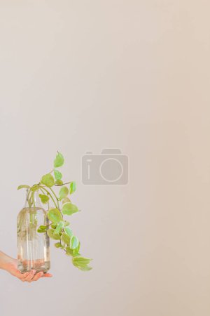 Foto de Joven mano femenina sosteniendo una planta verde en jarrón - Imagen libre de derechos