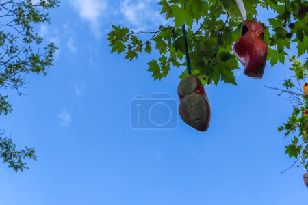 Photo for Klompen tree with pair of shoes on Holambra - Brazil - Royalty Free Image