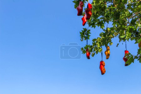 Photo for Klompen tree with shoes on Holambra - Brazil - Royalty Free Image