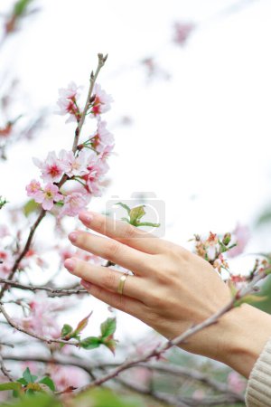 Téléchargez les photos : Main féminine touchant fleurs de cerisier en fleurs. Composition florale printanière naturelle - en image libre de droit