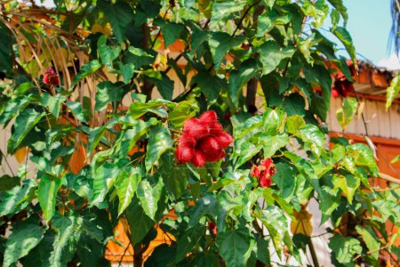 Foto de Un primer plano de bayas rojas maduras en un árbol - Imagen libre de derechos