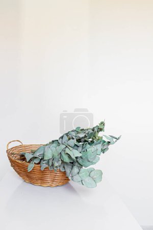 Téléchargez les photos : Branches d'eucalyptus sur panier de paille et fond blanc. Concept de fleur minime. - en image libre de droit