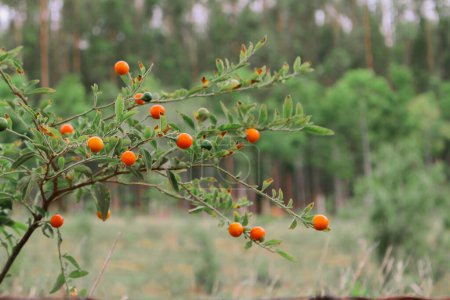 Photo for Orange fruit on tree - Royalty Free Image