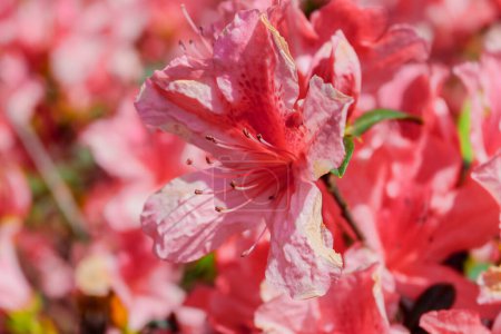 Téléchargez les photos : Jolies fleurs roses sur le printemps brésilien - en image libre de droit
