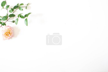 Téléchargez les photos : Rose blanche sur fond blanc - en image libre de droit