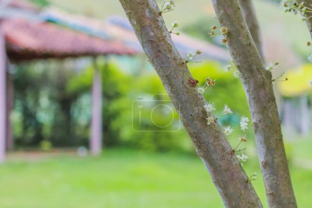 Téléchargez les photos : Arbre de Jabuticaba avec des fleurs sur le bois attendant le temps de fleurir - en image libre de droit