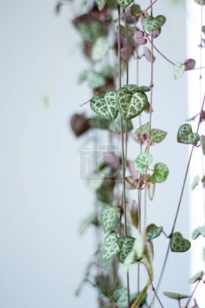 Photo for Green houseplant with heart-shaped foliage hanging at home - Royalty Free Image