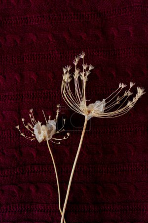 Téléchargez les photos : Fleurs sauvages sur fond de texture de pull rouge foncé. Automne, concept d'automne. - en image libre de droit