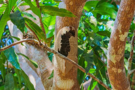 Foto de Colmena vacía en el tronco del árbol en la selva amazónica - Imagen libre de derechos