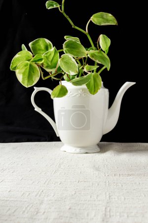 Photo for Boa plant potted in teapot on black background - Royalty Free Image